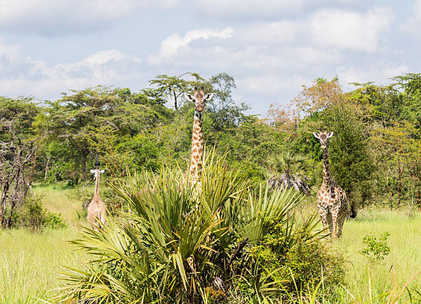 Wami River boat safari
